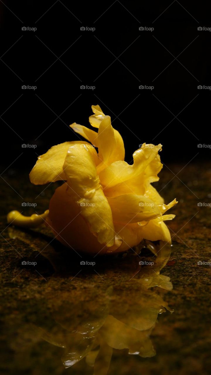 rose species with yellow flowers