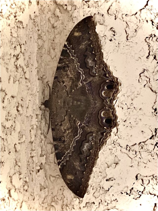 Moth