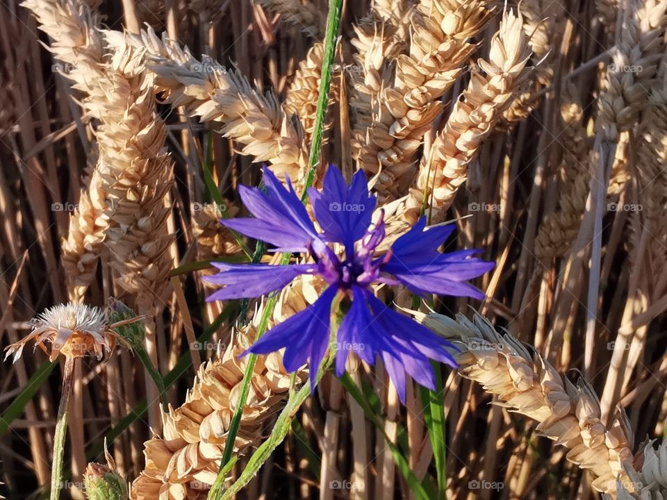 Flower in the grain field