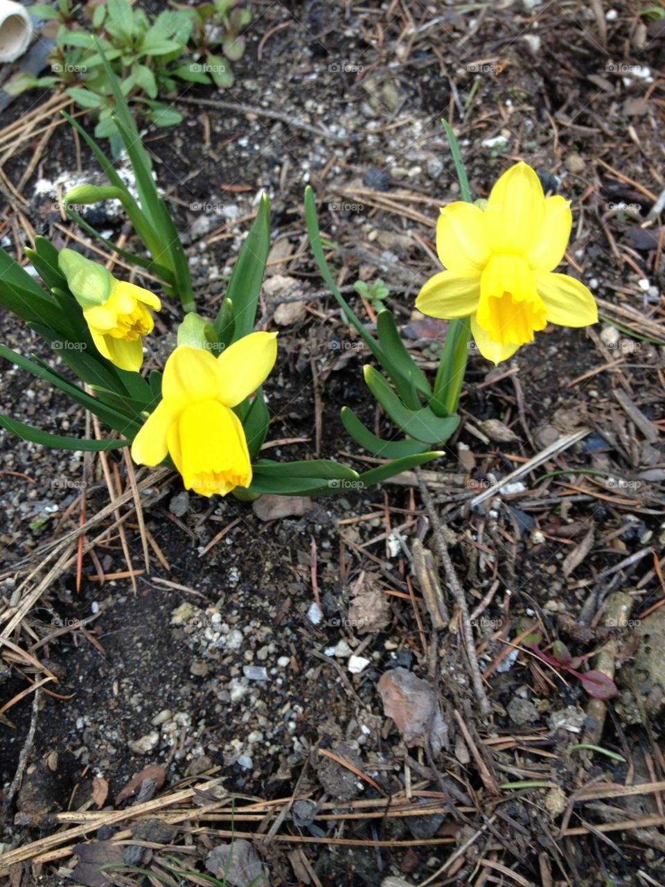 Spring Flowers