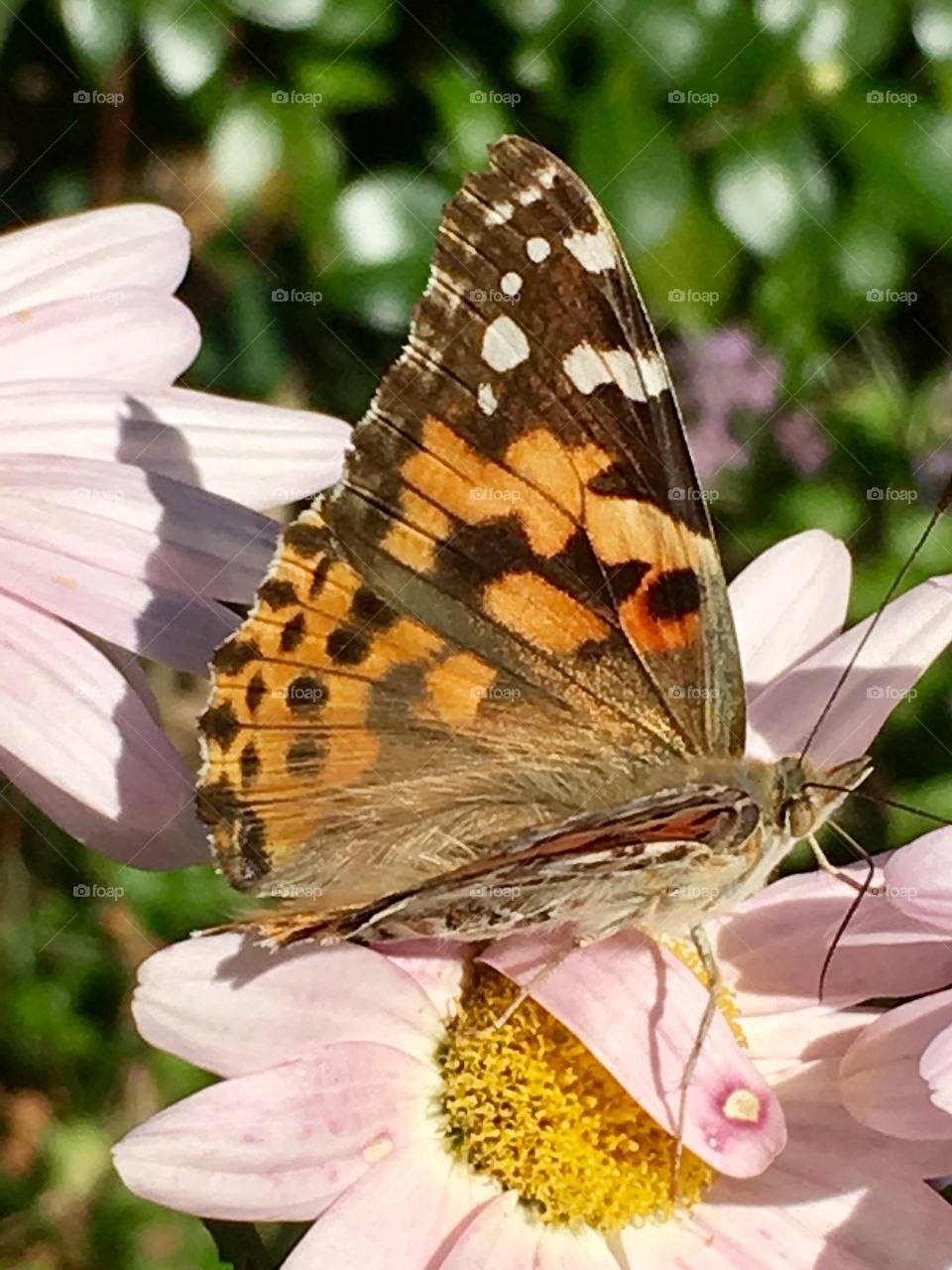 Late Fall Beauty 