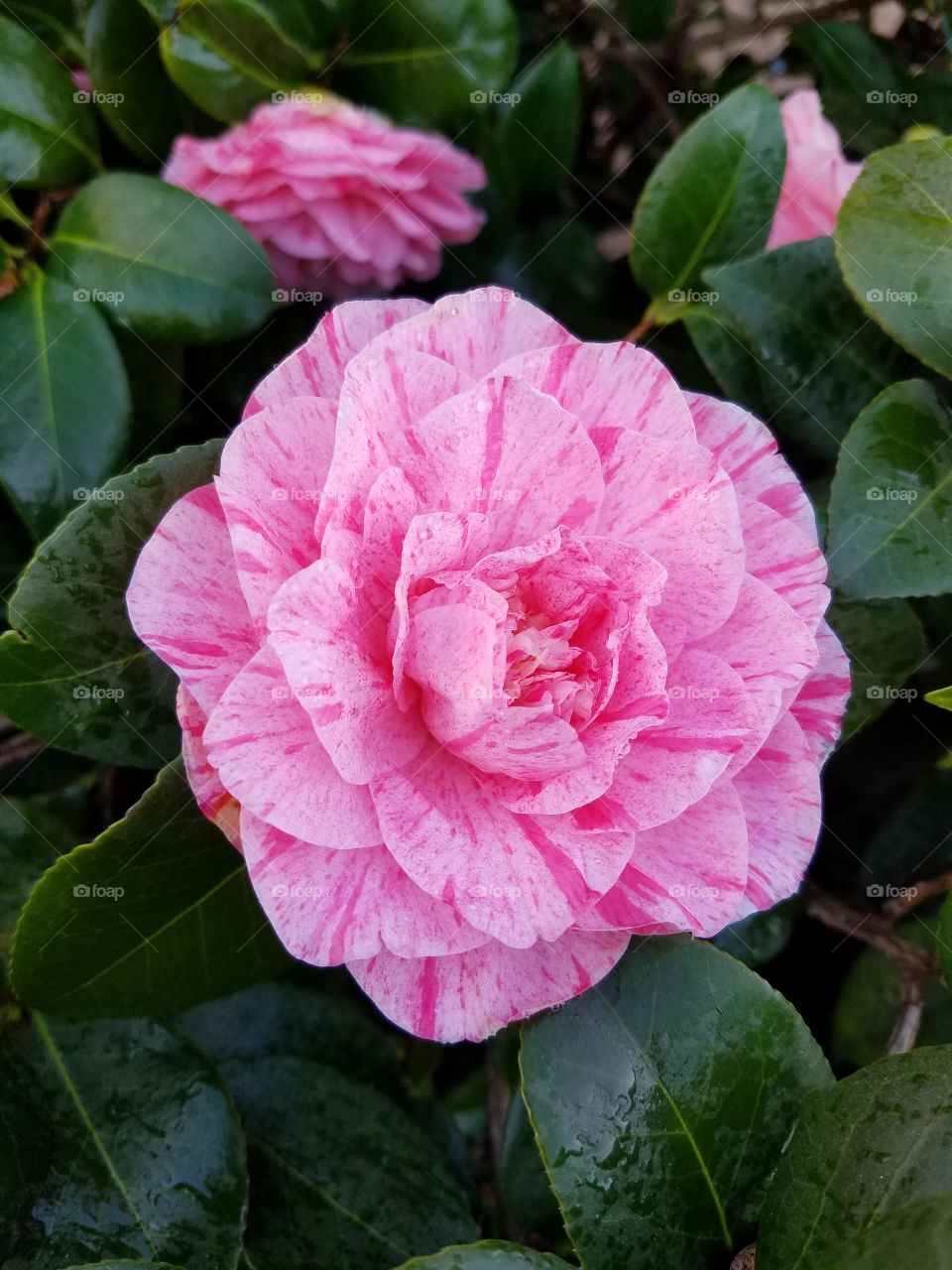 Beautiful Pink Camilla