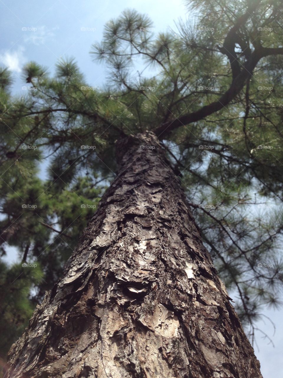 Texas pine tree