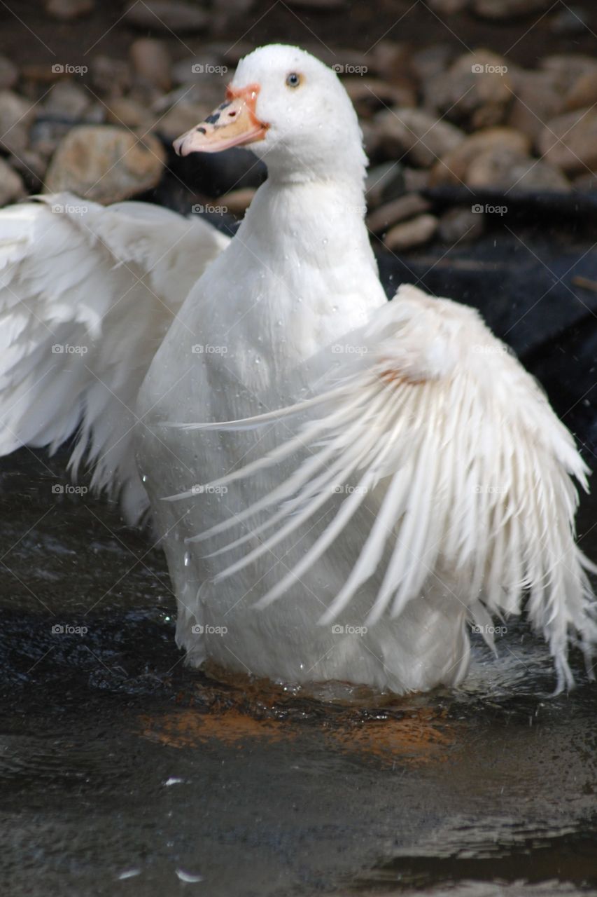White duck bathing