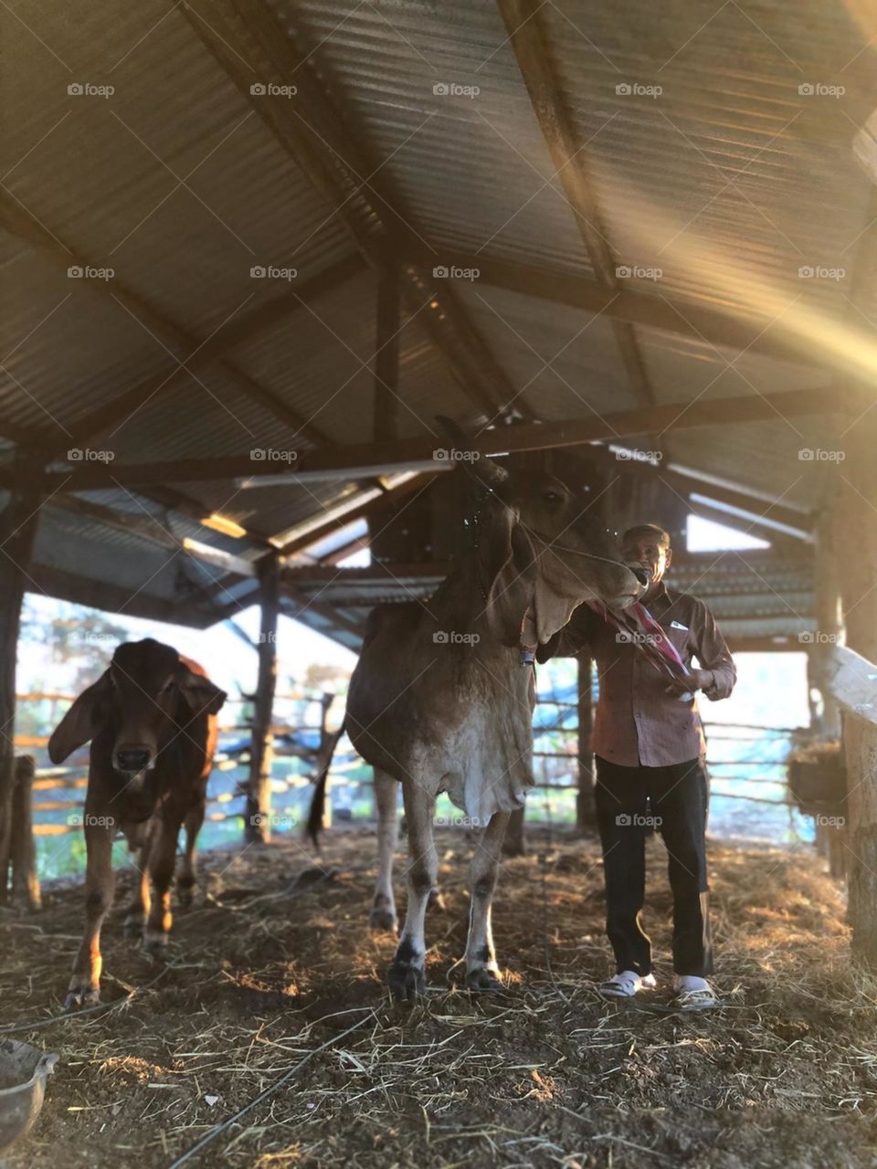 Grandpa pet is cow’s in county 