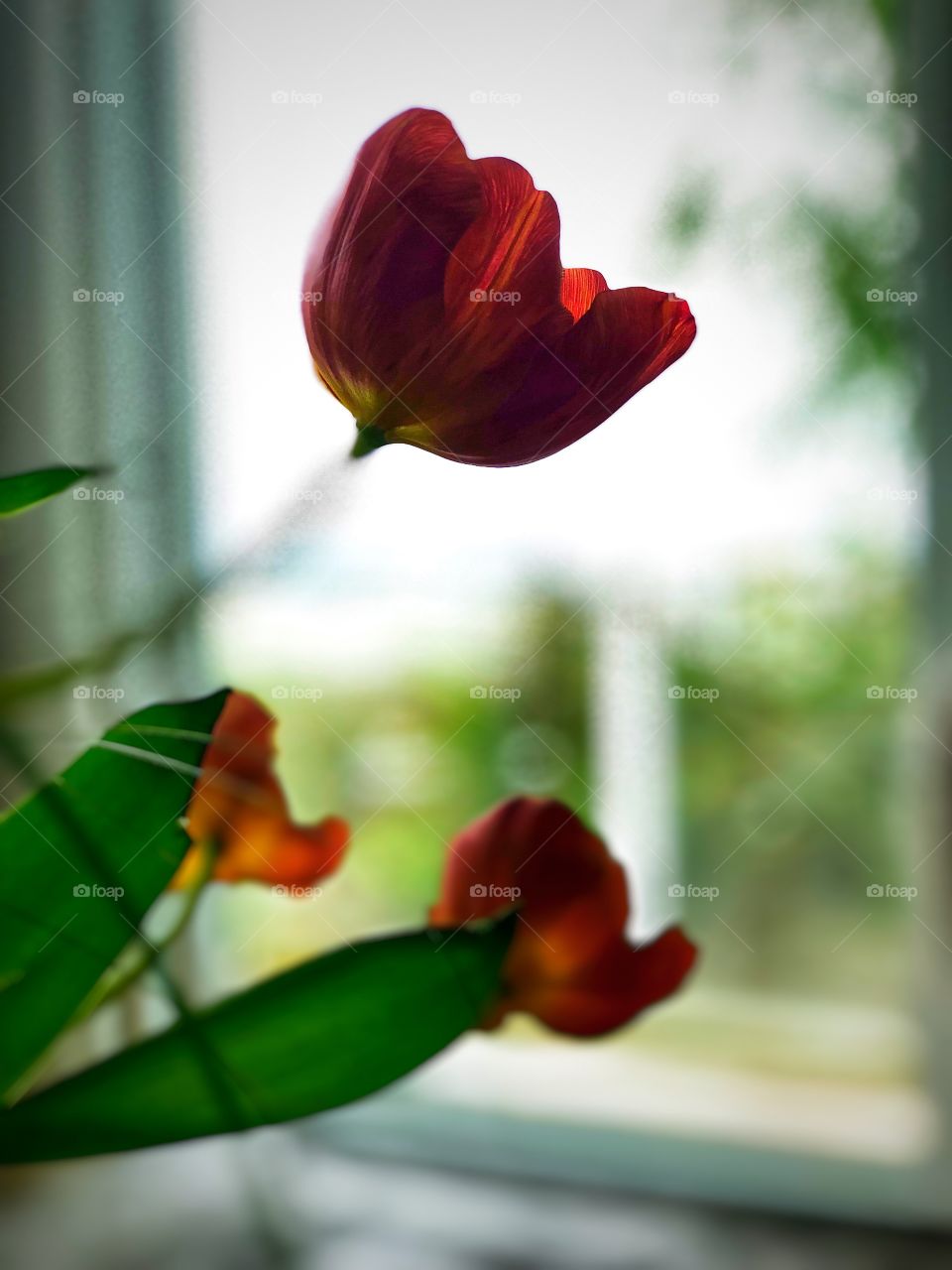 Remarkable Tulips Floating!