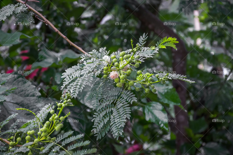 Branch of a wild mimosa tree with tiny raindrops...