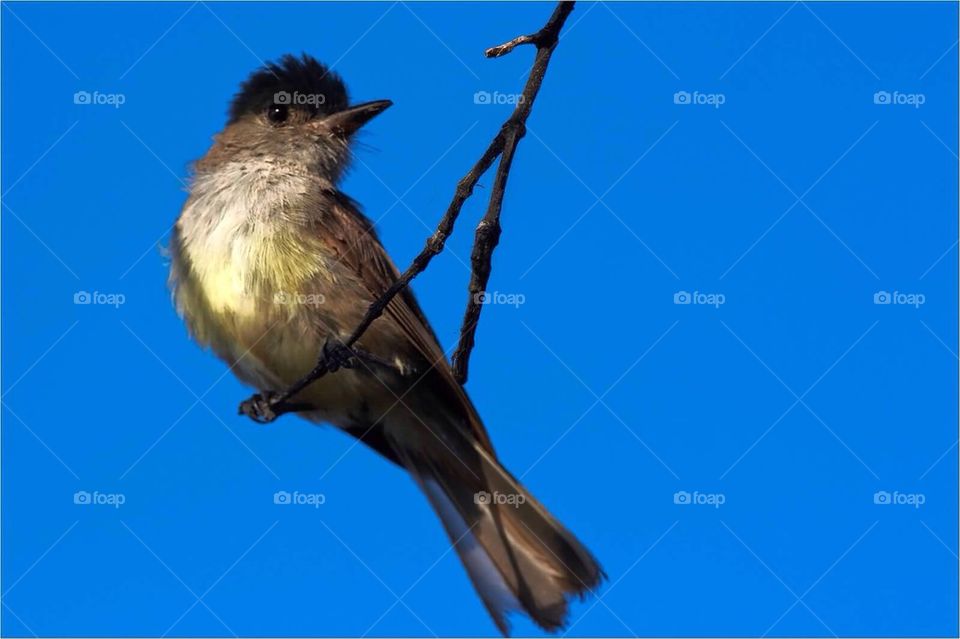 Galapagos flycatcher 
