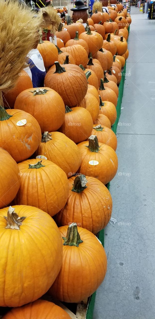 Fall into A Pumpkin Patch