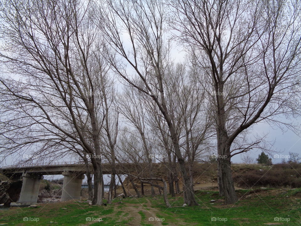Tree, Landscape, No Person, Winter, Wood