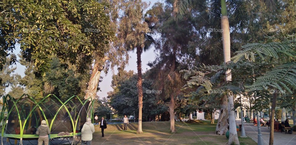 صور منطقة شجرية خيالية تستخدم للتصوير كخلفيات للافراح و مزار راح لمحبي التامل و مشاهدة الجمال الشجري والطبيعة
Pictures of a fictional tree area used for photography as wedding backgrounds and a shrine for lovers of contemplation and watching tree bea