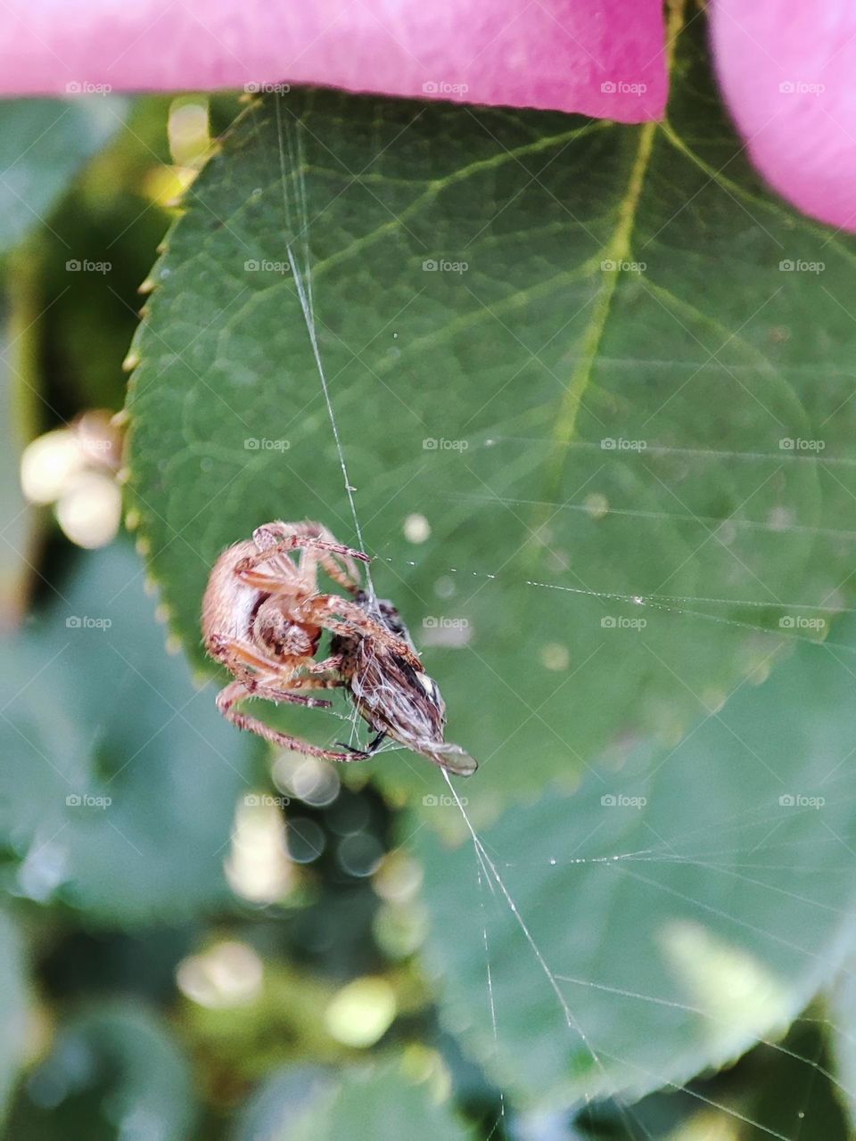 Spider wrapping a fly