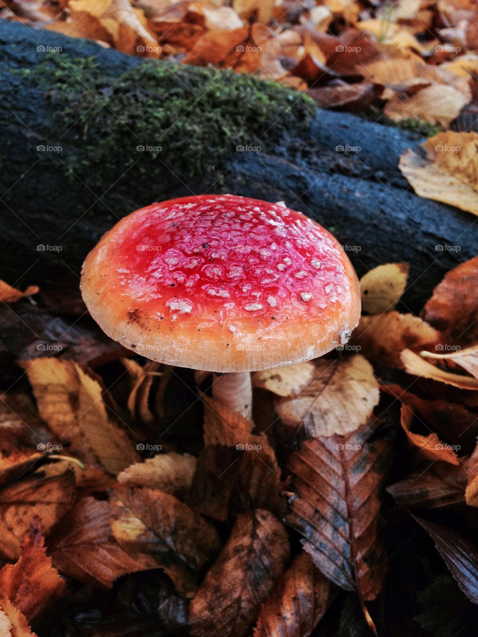Mushroom in the fall