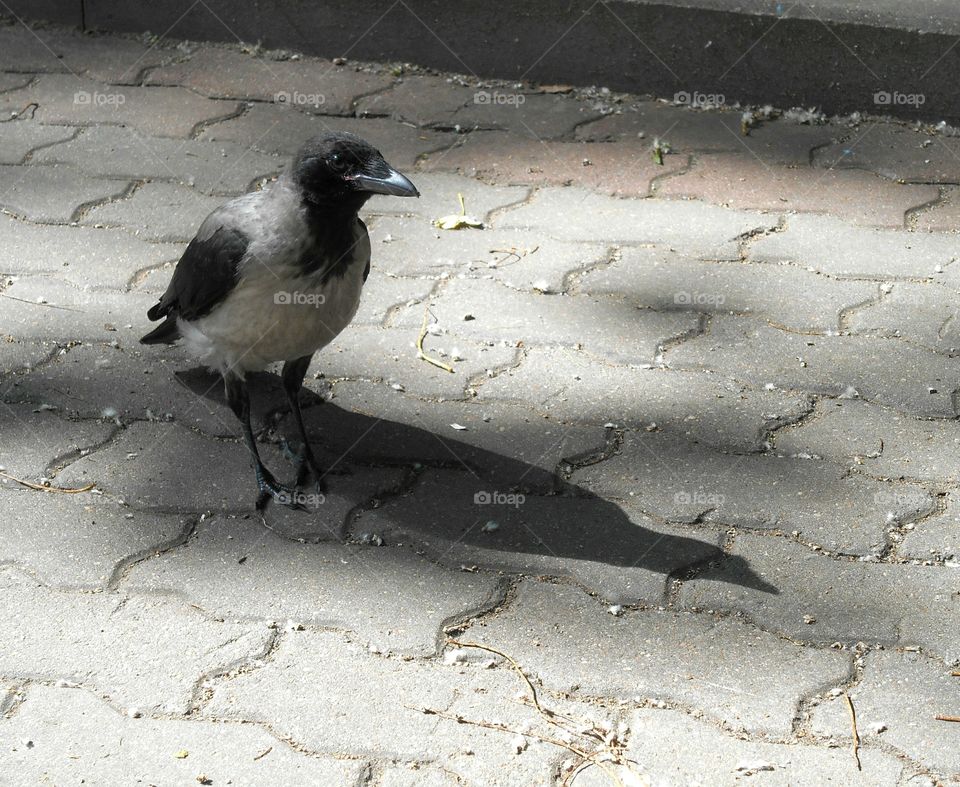 Bird, Wildlife, Animal, Avian, Crow