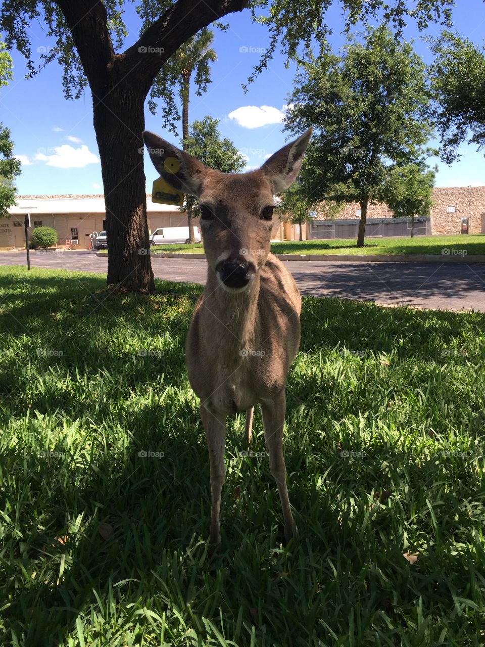 Deer. Deer in park 