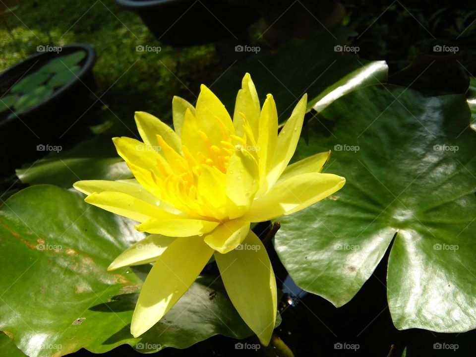 beaitifull yellow color flower of sri lankan natural photos