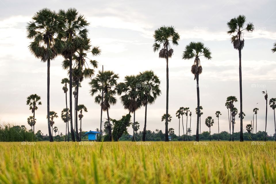Beautiful sugar palm in rice fields at Thailand