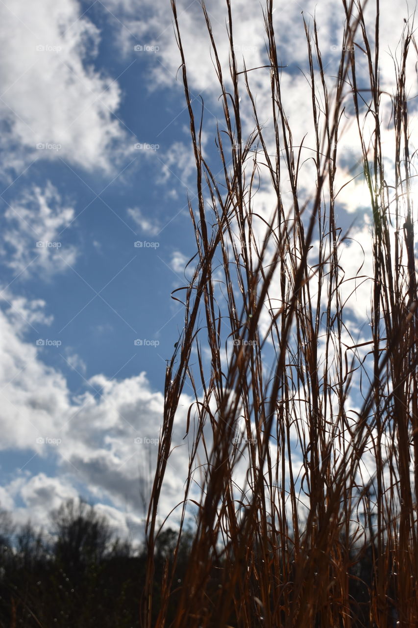 Winter grass and the sky