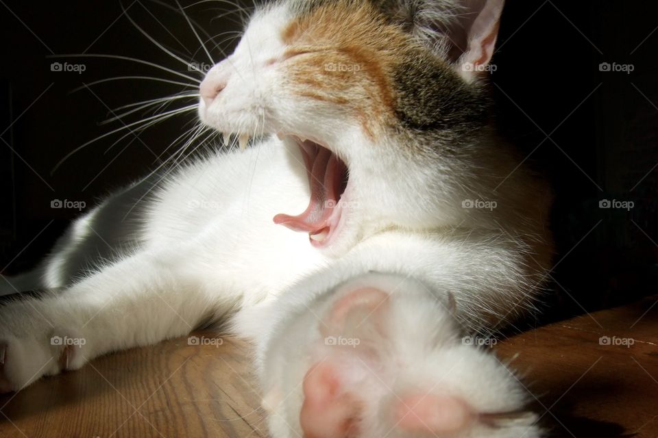 Yawning cat