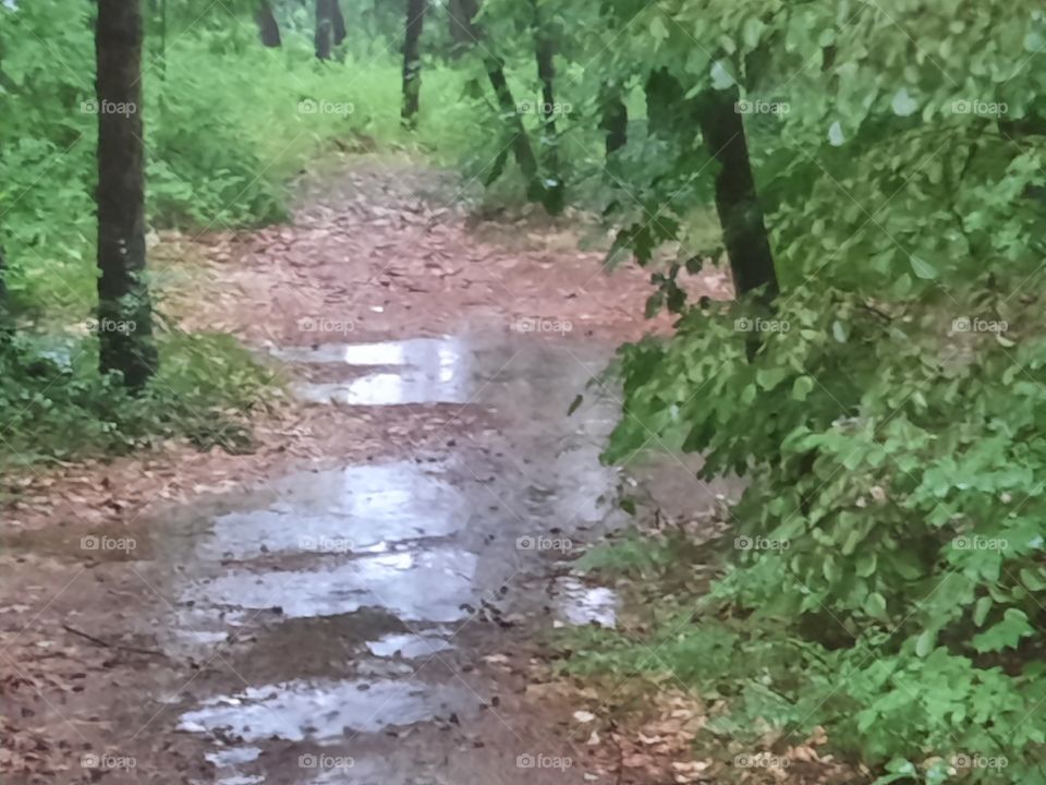 rain in the forest