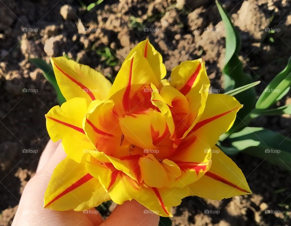 yellow-red tulip