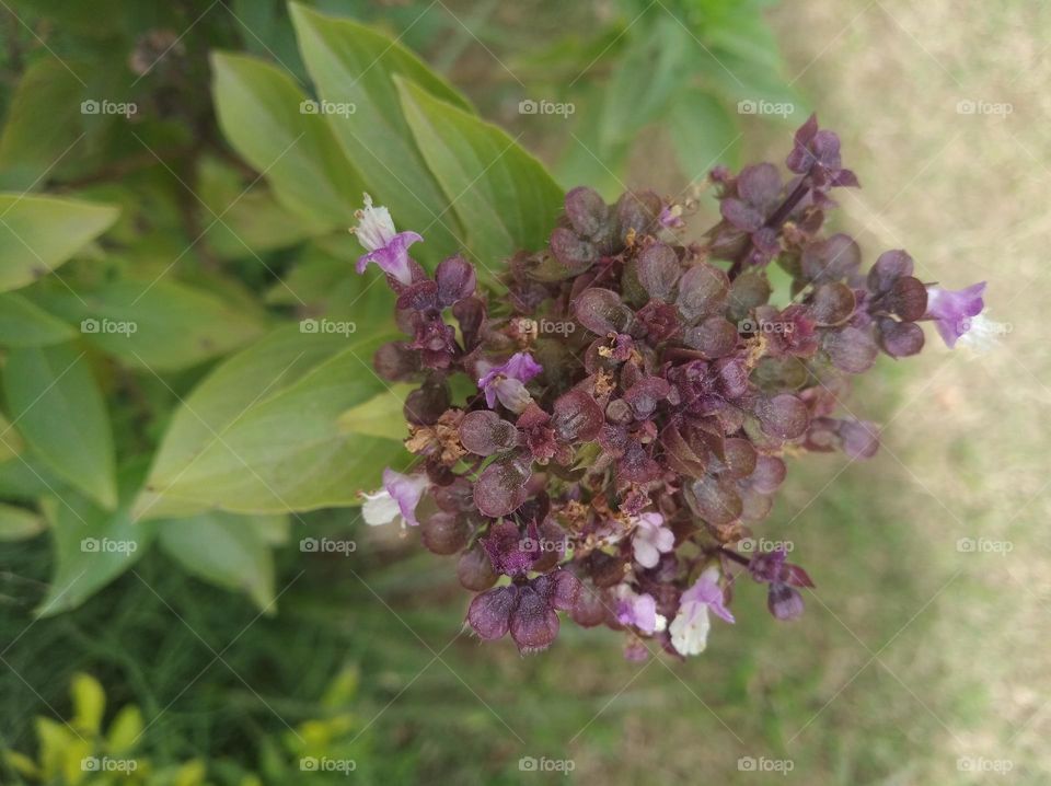 purple flower seasonal fresh shurb small size looks very beautiful generally found everywhere