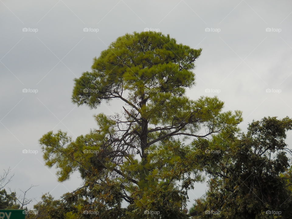 tall pine trees. This is a picture of a pine trees