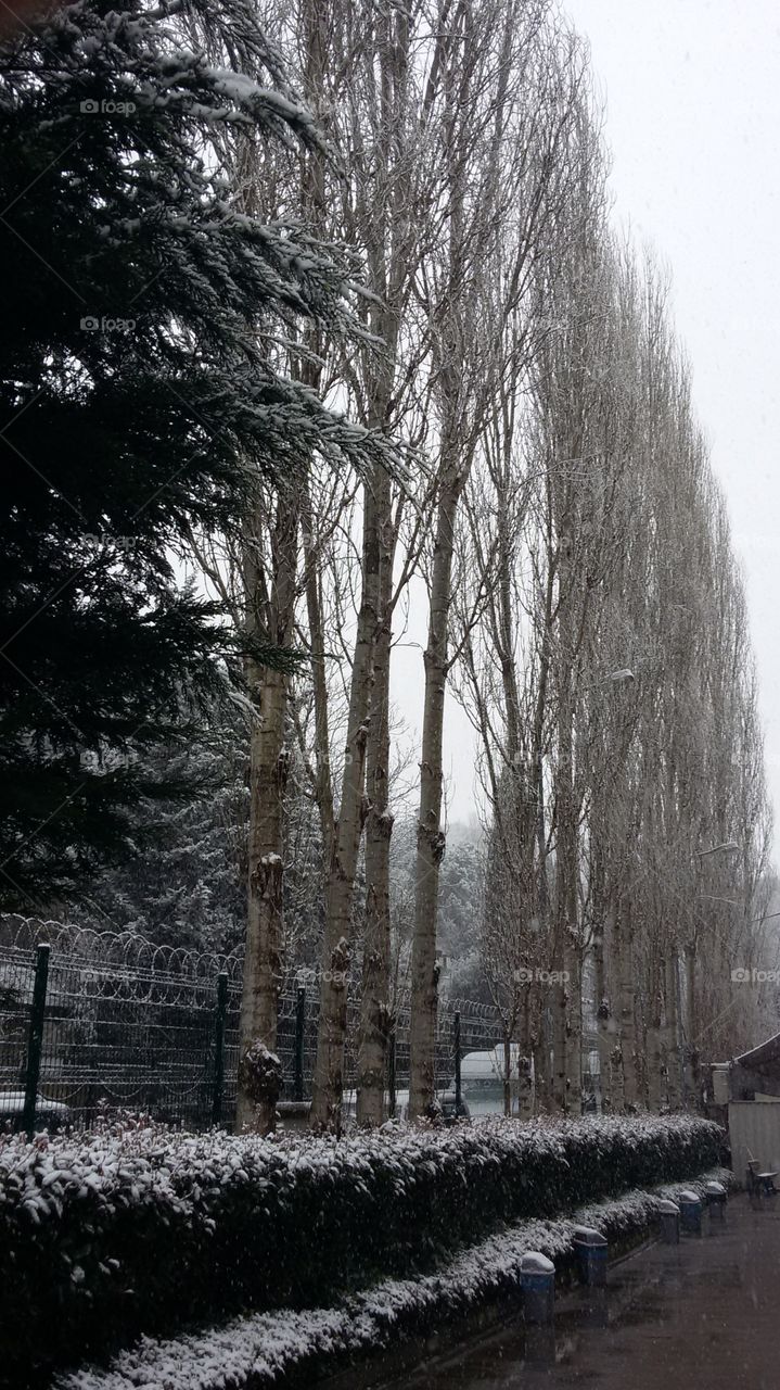 Winter scene, frozen trees