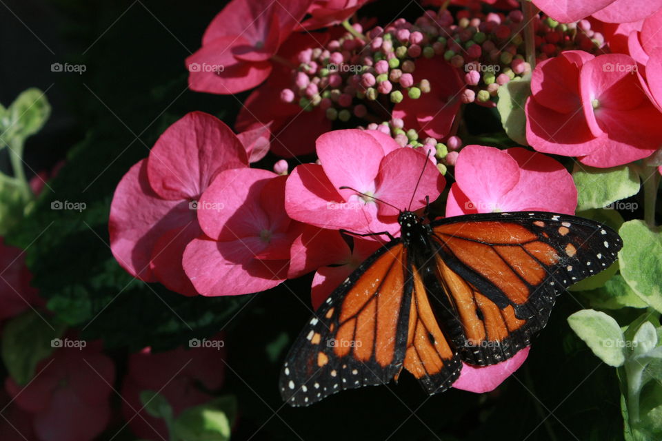 An orange and black monarch butterfly resting on a fascia pink blossom 