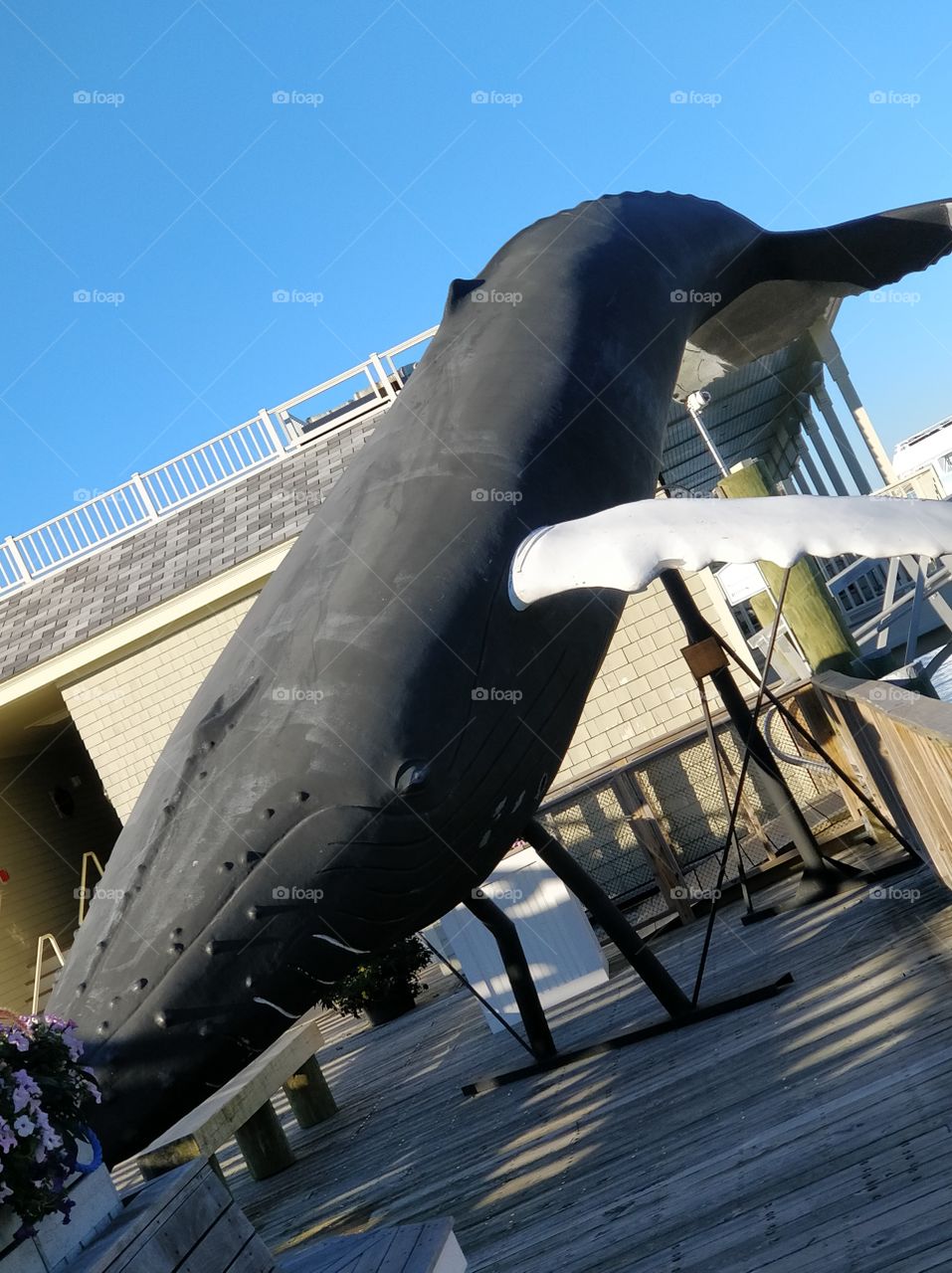 whale bar harbor
