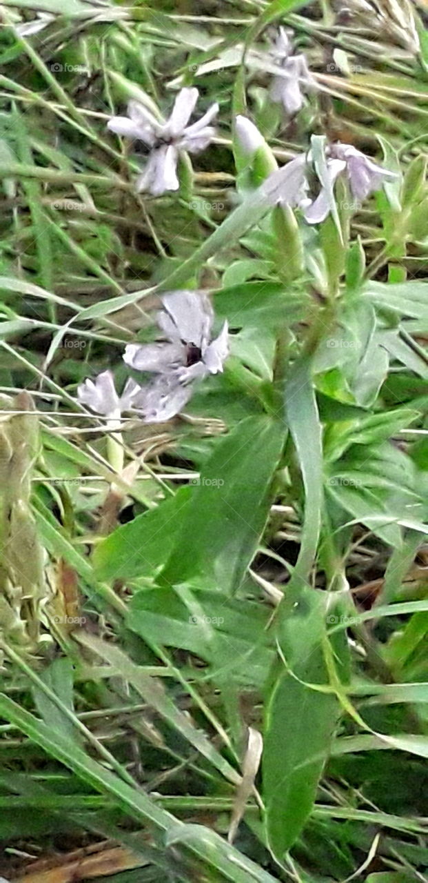 wild white meadow flowers