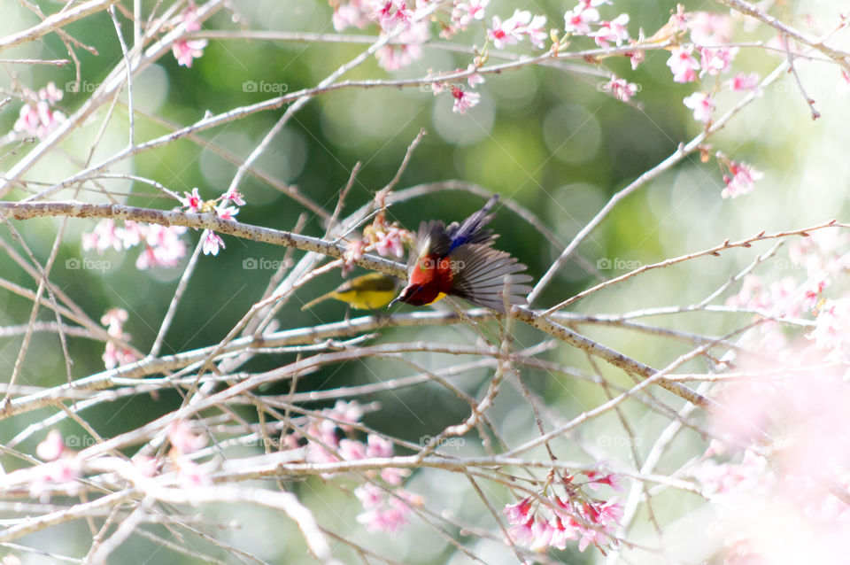 Sugar bird-rarebird