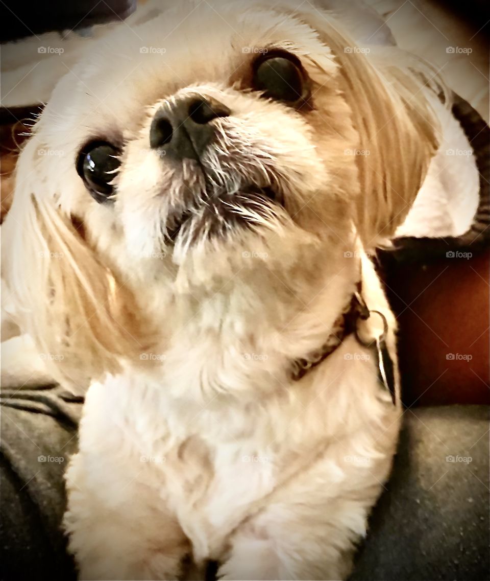 Shih Tzu 