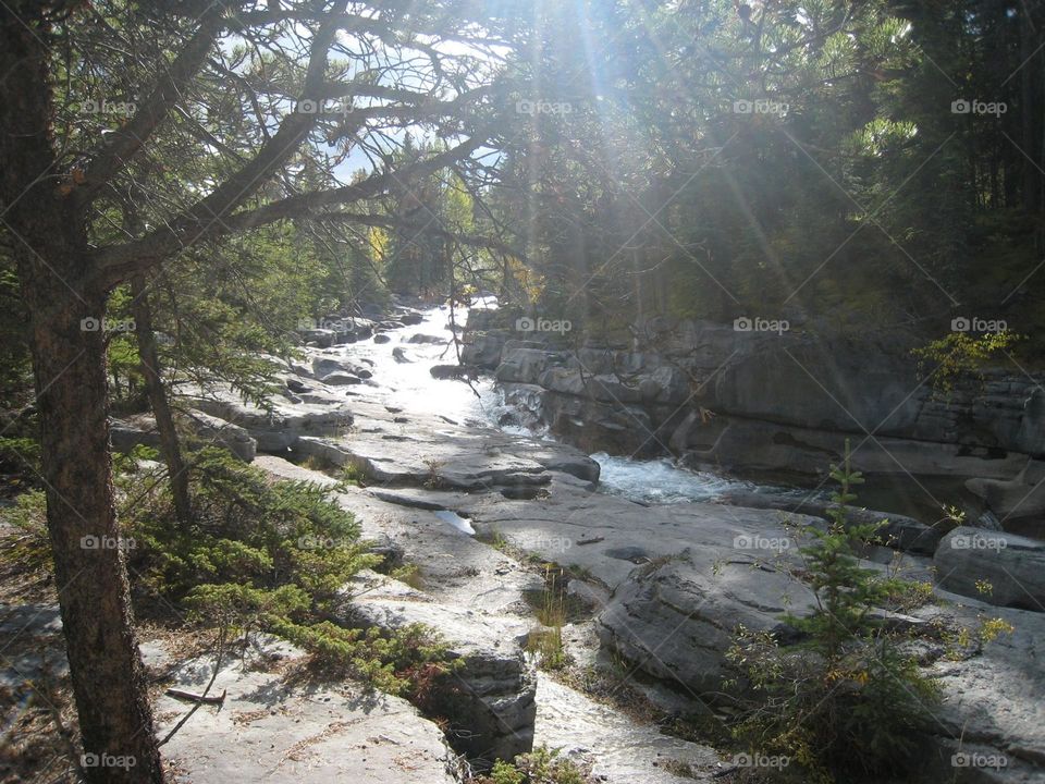 Forest view with sunshine