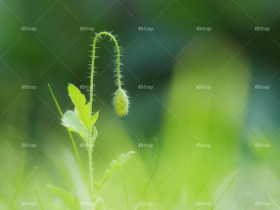 Tiny poppy flower