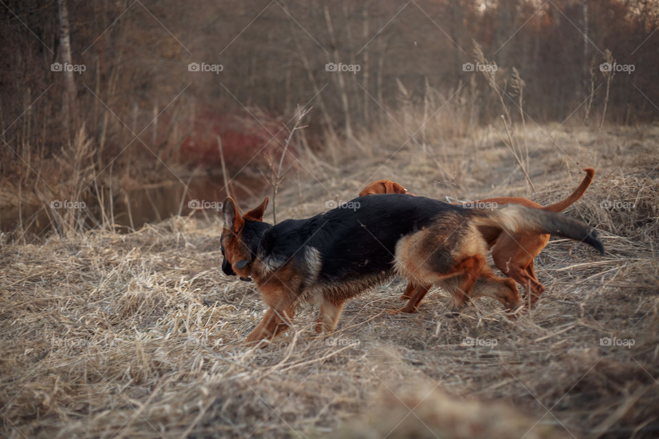 German shepherd young male dog playing with Hungarian vizsla dog outdoor at a spring evening