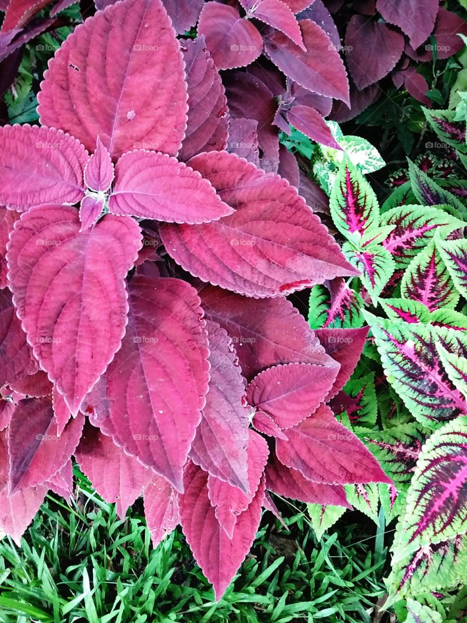 Curiosa folhagem colorida.