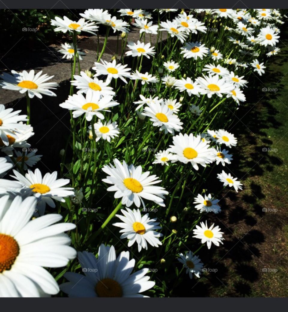 Flower power. Field of daises