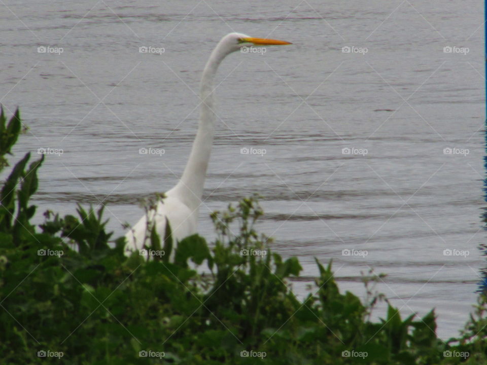 river spring life, along the American river in Sacramento California taken by Mark sarden