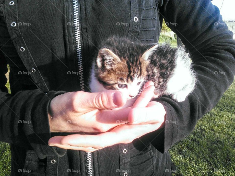 Holding Kitten