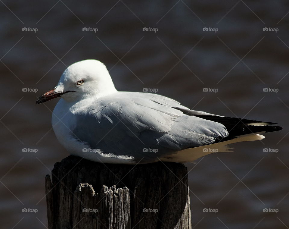 Silver Gull

sitting on a post in the sun