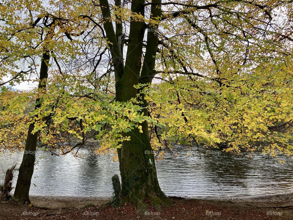 Tree snapped on todays dog walk