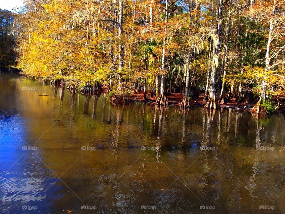 Golden leaves on the cypress trees casting a beautiful reflection in the wetlands of the Everglades.