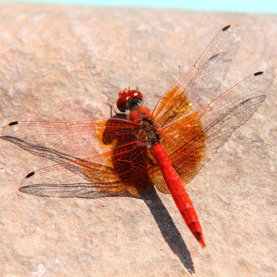 dragonfly