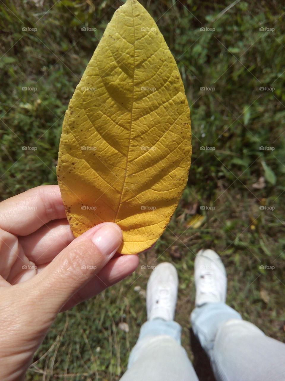 Leaf, Nature, Outdoors, Flora, Growth