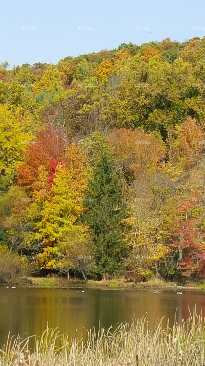 Autumn leaves