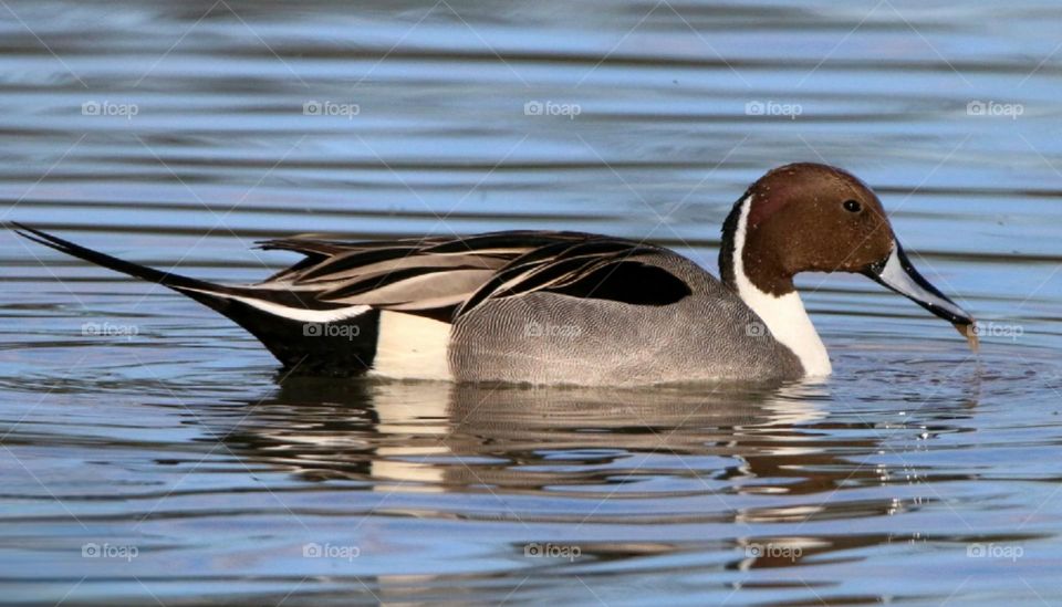 Northern Pintail Duck in Water