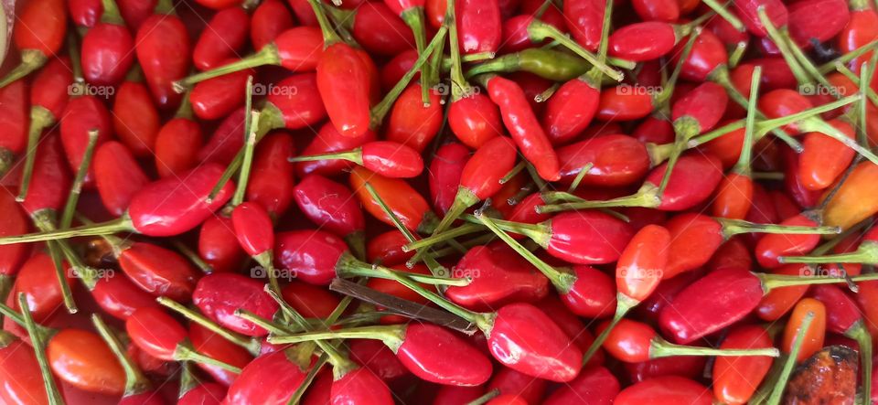 Red Chillies