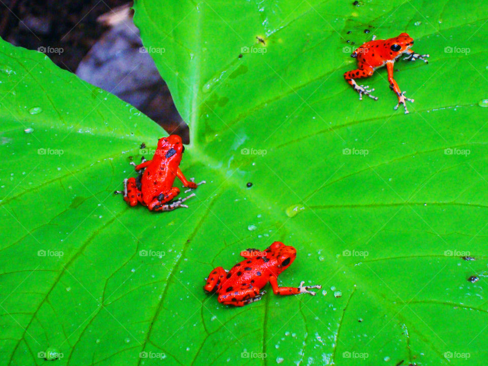 Little red frogs