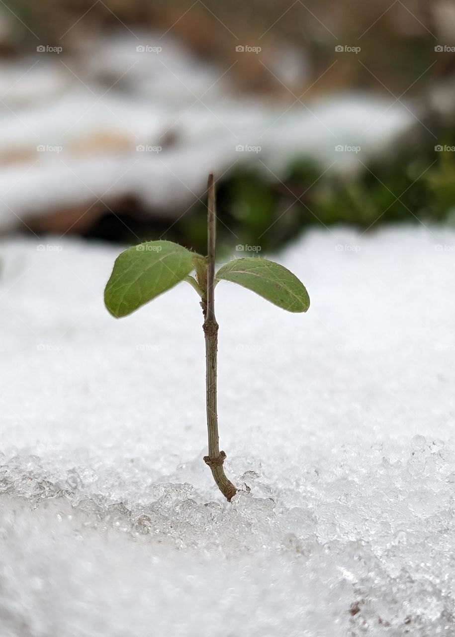 Winter and spring